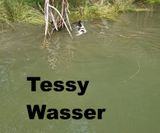 T-Wurf Tessy Wasser